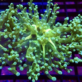 WYSIWYG T1 Atomic Frogspawn Single