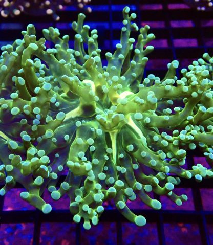 WYSIWYG T1 Atomic Frogspawn Single