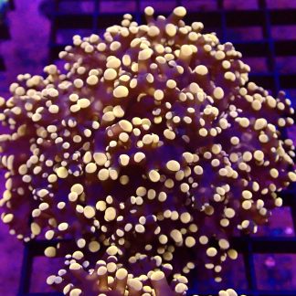 WYSIWYG T1 Rose Gold Branching Frogspawn Large Single