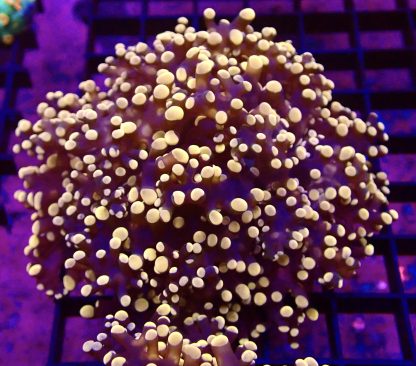 WYSIWYG T1 Rose Gold Branching Frogspawn Large Single