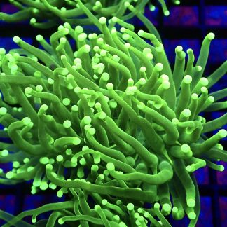 WYSIWYG T2 Ultra Neon Green Fluorescent Torch Euphyllia Single Head