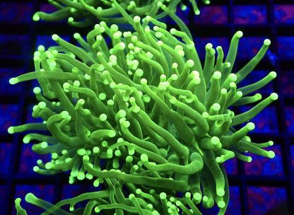 WYSIWYG T2 Ultra Neon Green Fluorescent Torch Euphyllia Single Head