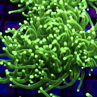 WYSIWYG T1 Ultra Neon Green Fluorescent Torch Euphyllia Double Head