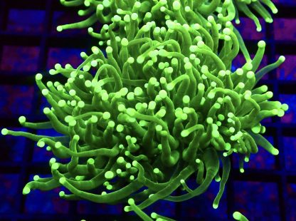 WYSIWYG T1 Ultra Neon Green Fluorescent Torch Euphyllia Double Head
