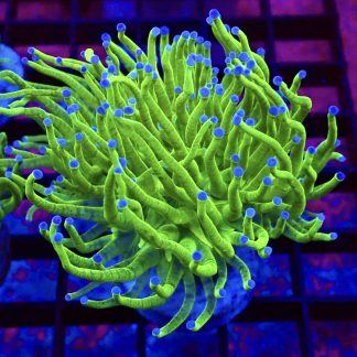WYSIWYG T3 Blue Tipped Torch Euphyllia Single Head