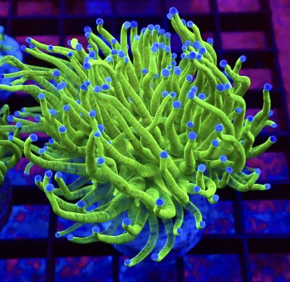 WYSIWYG T3 Blue Tipped Torch Euphyllia Single Head