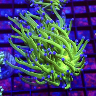 WYSIWYG T4 Blue Tipped Torch Euphyllia Single Head