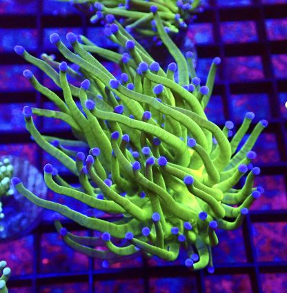 WYSIWYG T4 Blue Tipped Torch Euphyllia Single Head