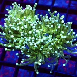 WYSIWYG T5 Lime Torch Euphyllia Colony