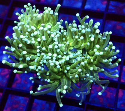 WYSIWYG T5 Lime Torch Euphyllia Colony
