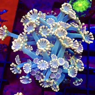 WYSIWYG T3 Ultra Alvepora Frag
