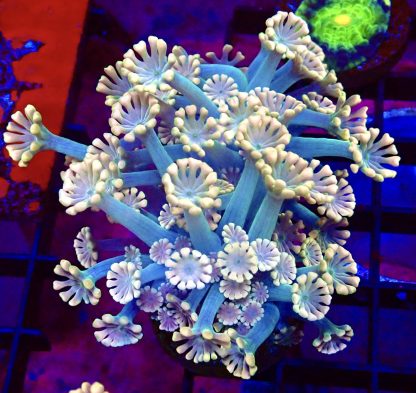 WYSIWYG T3 Ultra Alvepora Frag
