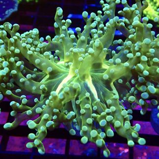 WYSIWYG T2 Atomic Frogspawn Single
