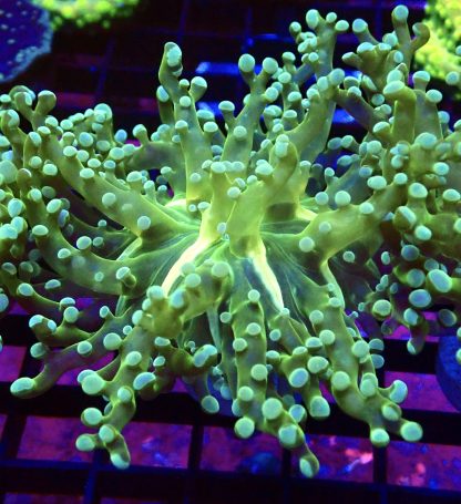WYSIWYG T2 Atomic Frogspawn Single