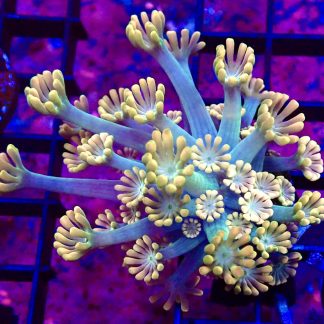 WYSIWYG T1 Ultra Alvepora Frag