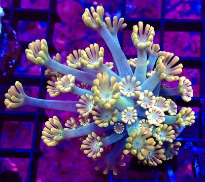 WYSIWYG T1 Ultra Alvepora Frag