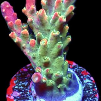 WYSIWYG 10H M.O.C. Bubblebath Unicorn Acropora Frag