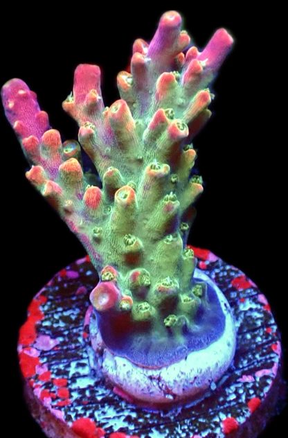 WYSIWYG 10H M.O.C. Bubblebath Unicorn Acropora Frag