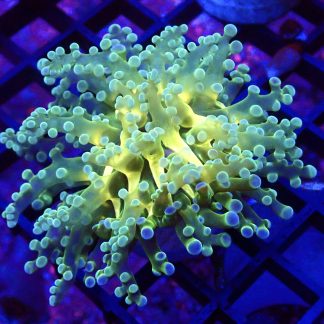 WYSIWYG T1 Atomic Frogspawn