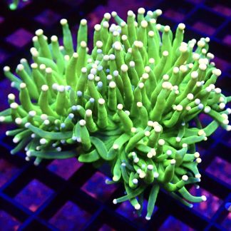 Cotton Candy Torch Euphyllia Large Triple Head