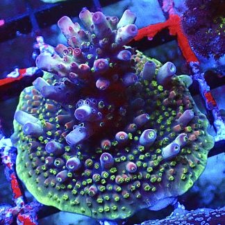 WYSIWYG 18E Berries And Cherries Acropora Frag Large   ***NEW***