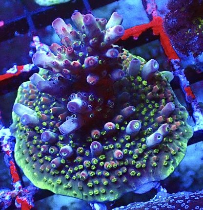 WYSIWYG 18E Berries And Cherries Acropora Frag Large   ***NEW***