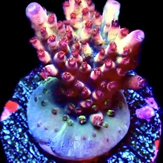 WYSIWYG 14F Berries And Cherries Acropora Frag   ***NEW***