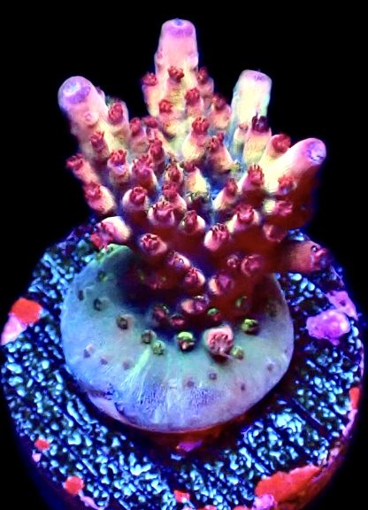 WYSIWYG 14F Berries And Cherries Acropora Frag   ***NEW***