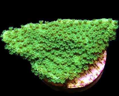 WYSIWYG 7K Bright Green Goblin Montipora Frag