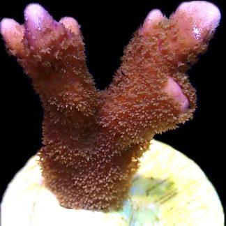 WYSIWYG M36 Purple Montipora Digitata