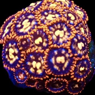 WYSIWYG Zoanthid Frag C3