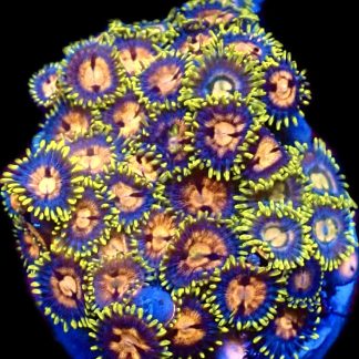 WYSIWYG Zoanthid Frag C32
