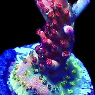 WYSIWYG 13i Berries And Cherries Acropora Frag    ***NEW***