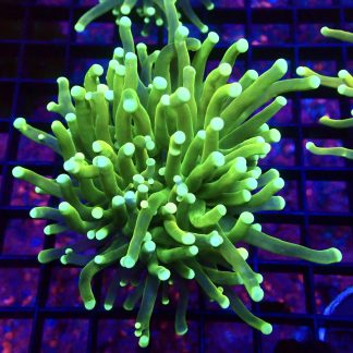 WYSIWYG T6 Ultra Neon / Gold Tinge Torch Euphyllia