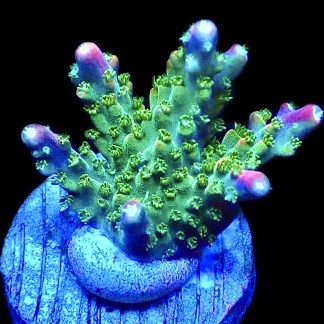 WYSIWYG 21E M.O.C. Bubblebath Unicorn Acropora Frag