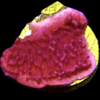 WYSIWYG M18 Purple Plating Montipora Frag