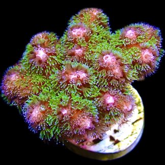 WYSIWYG 7H Amethyst Gem Pocillopora Frag Large