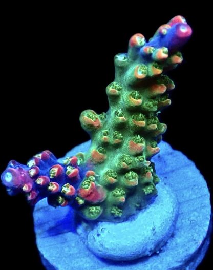 WYSIWYG 20F M.O.C. Bubblebath Unicorn Acropora Frag