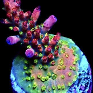 WYSIWYG 23H Berries And Cherries Acropora Frag    ***NEW***