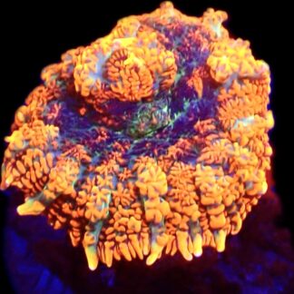 WYSIWYG Ultra Rhodactis Mushroom A20