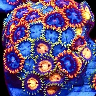 WYSIWYG Zoanthid Frag C8