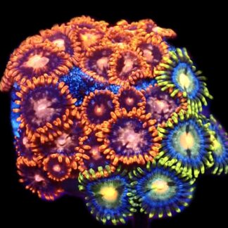 WYSIWYG Zoanthid Frag C3