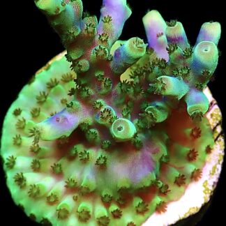 WYSIWYG 23i Acropora Valida
