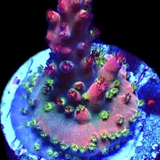 WYSIWYG 12H Berries And Cherries Acropora Frag    ***NEW***