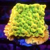 Kung Pao Montipora Frag