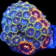 WYSIWYG Zoanthid Frag C3