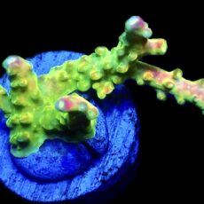 WYSIWYG 23D Rainbow Loom Acropora