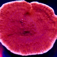 WYSIWYG 63 Purple Plating Montipora Colony ( 70mm )