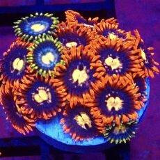 WYSIWYG Zoanthid Frag C27