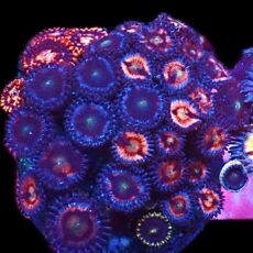 WYSIWYG Zoanthid Frag C1
